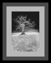 albero-negativo