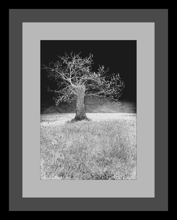 albero-negativo