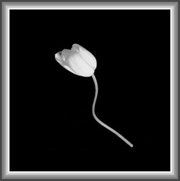 fiore adagiato
