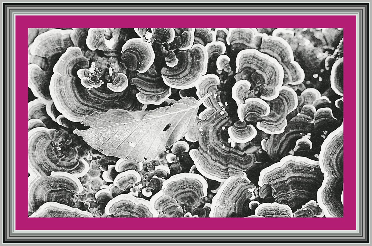 funghi e foglia