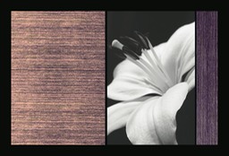 lilium