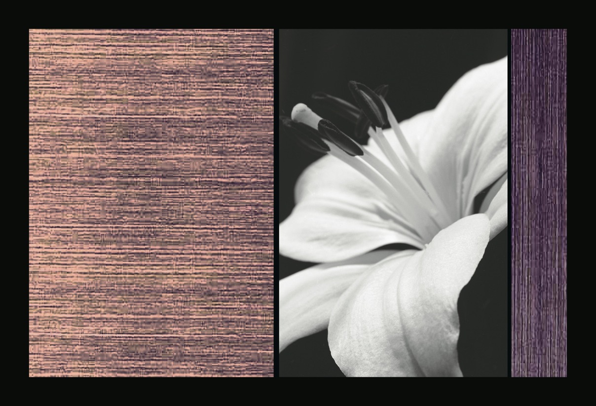 lilium