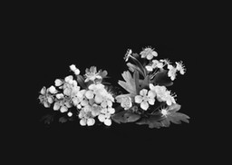 natura-morta-fiore-biancosp