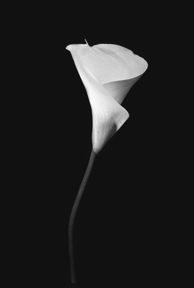 natura-morta-fiore-calla