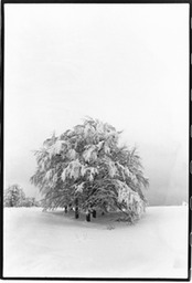 paesaggio-albero-2