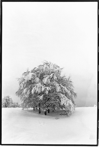 paesaggio-albero-2