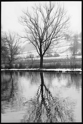 paesaggio-albero-torba