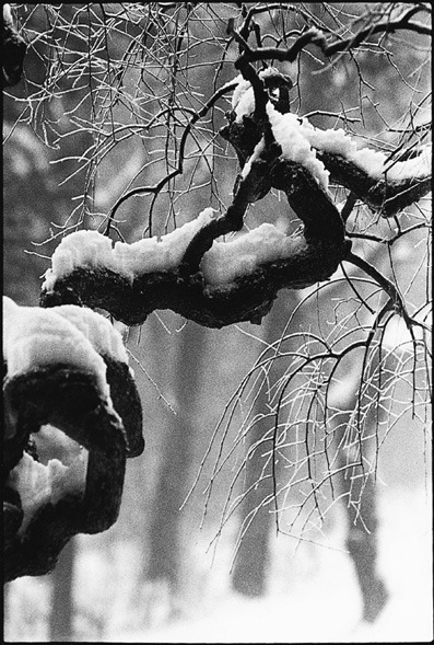 paesaggio-neve-albero-conto