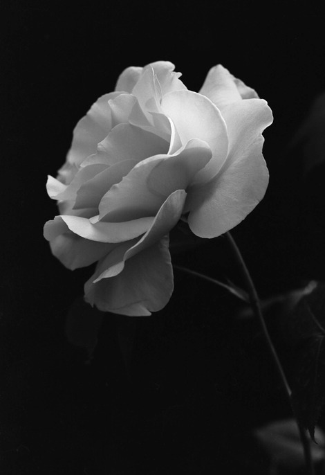 rosa bianco e nero per il sito