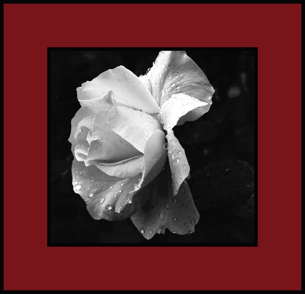 rosa