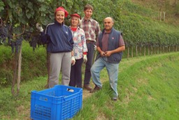 Vendemmia, Renno